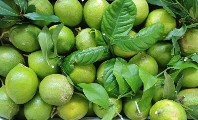 Foto Limoni Affogliati Varietà Verdello Calibro 3 Origine Spagna Marchio Triolo        2