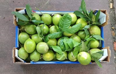 Foto Limoni Affogliati Varietà Verdello Calibro 3 Origine Spagna Marchio Triolo        3