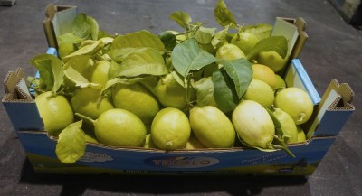 Foto Limoni Affogliati Calibro 3 Origine Italia Marchio Triolo 1