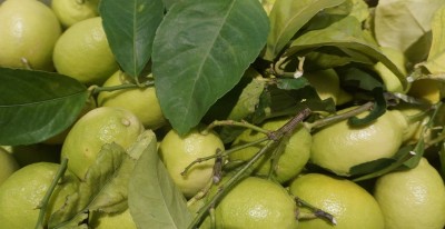 Foto Limoni Affogliati Calibro 3 Origine Italia Marchio Triolo 2