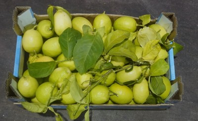 Foto Limoni Affogliati Calibro 3 Origine Italia Marchio Triolo 3