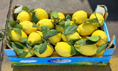 Foto Limoni Foglia Calibro 2 Origine Spagna Marchio Triolo   1