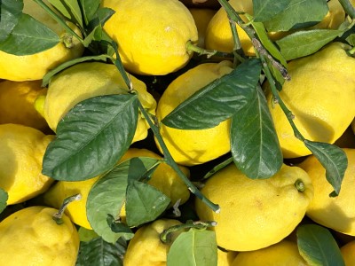 Foto Limoni Foglia Calibro 2 Origine Spagna Marchio Triolo   2