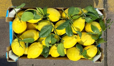 Foto Limoni Foglia Calibro 2 Origine Spagna Marchio Triolo   3