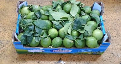 Foto Limoni Affogliati Calibro 3 Origine Spagna Marchio Triolo 1
