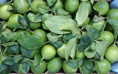 Foto Limoni Affogliati Calibro 3 Origine Spagna Marchio Triolo 2