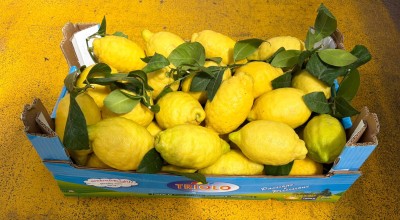 Foto Limoni varietà Verna Calibro 3 Origine Spagna Marchio Triolo               1