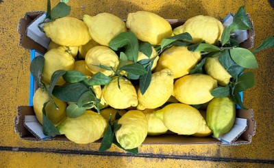 Foto Limoni varietà Verna Calibro 3 Origine Spagna Marchio Triolo               3