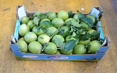 Foto Limoni Affogliati Calibro 4 Origine Spagna Marchio Triolo 1