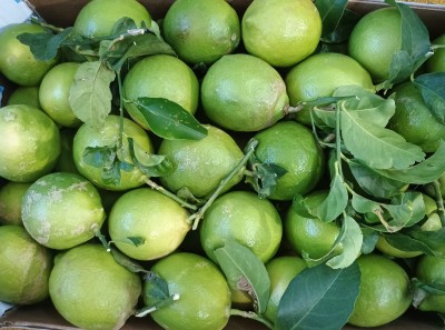 Foto Limoni Affogliati Calibro 4 Origine Spagna Marchio Triolo 2