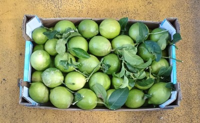 Foto Limoni Affogliati Calibro 4 Origine Spagna Marchio Triolo 3