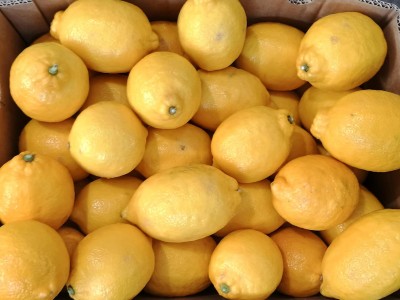 Foto Limoni Varietà Eureka Calibro 75 Origine Sud Africa Marchio Mojo 2