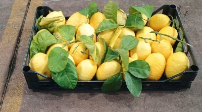 Foto Limoni Affogliati Calibro 2/3 Origine Italia Marchio Hilias 1