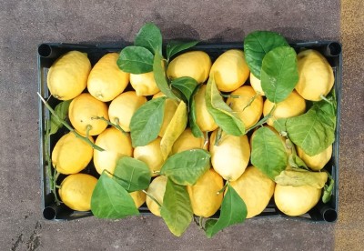 Foto Limoni Affogliati Calibro 2/3 Origine Italia Marchio Hilias 3