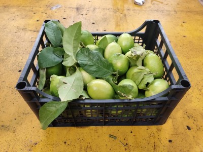 Foto Limoni Varietà Foglia Calibro 2/3 Origine Italia Marchio Hilias 1