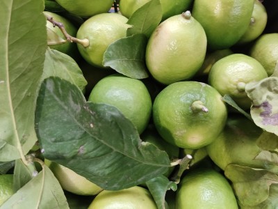 Foto Limoni Varietà Foglia Calibro 2/3 Origine Italia Marchio Hilias 2