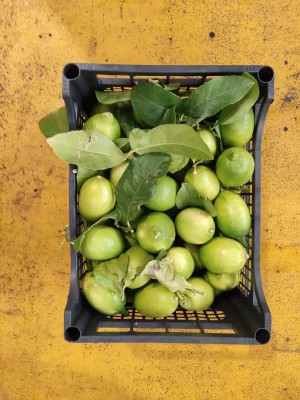 Foto Limoni Varietà Foglia Calibro 2/3 Origine Italia Marchio Hilias 3