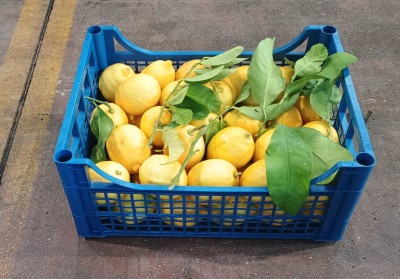 Foto Limoni Affogliati Calibro 4/5 Origine Italia Marchio Acri  1