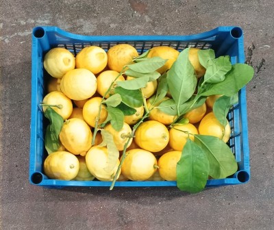 Foto Limoni Affogliati Calibro 4/5 Origine Italia Marchio Acri  3