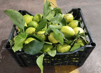 Foto Limoni Affogliati Calibro 4/5 Origine Italia Marchio N Fruit 1