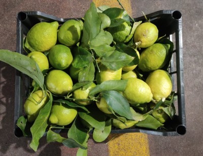 Foto Limoni Affogliati Calibro 4/5 Origine Italia Marchio N Fruit 2