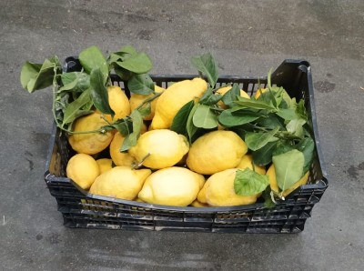 Foto Limoni Affogliati Calibro 1/2/3 Origine Spagna Marchio Frutas Superior  1