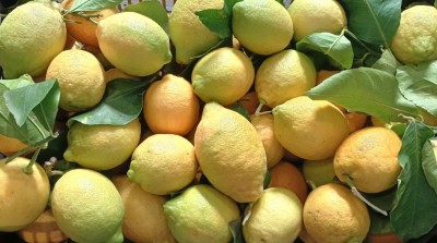 Foto Limoni Affogliati Origine Italia  Marchio Mondial Fruit  2