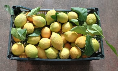 Foto Limoni Affogliati Origine Italia  Marchio Mondial Fruit  3