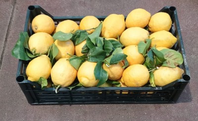 Foto Limoni Affogliati Origine Italia Marchio Fresh Nature srl 1