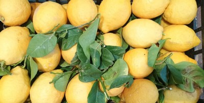 Foto Limoni Affogliati Origine Italia Marchio Fresh Nature srl 2