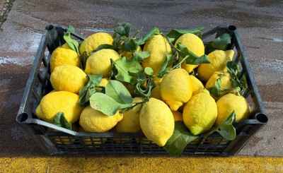 Foto Limoni Primo Fiore Origine Italia Marchio Fresh 1