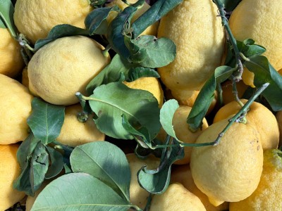 Foto Limoni Primo Fiore Origine Italia Marchio Fresh 2