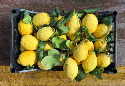 Foto Limoni Primo Fiore Origine Italia Marchio Fresh 3
