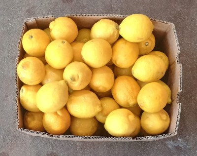 Foto Limoni Varietà Eureka Calibro 75 Origine Sud Africa Marchio Grown 3