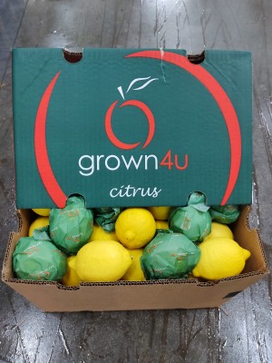 Foto Limoni Varietà Eureka Calibro 88 Origine Sud Africa Marchio Grown 4 U 1