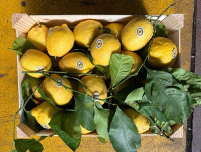 Foto Limoni Affogliati Origine Italia Marchio  I.De Luca 3