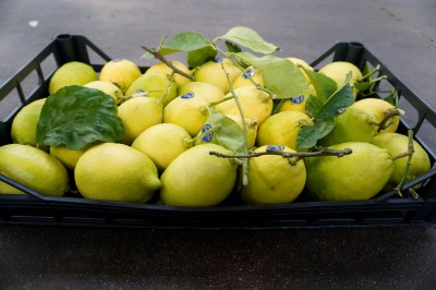 Foto Limoni Varietà Foglia Calibro 2/3 Origine Italia Marchio Hilias 2