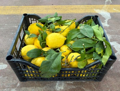 Foto Limoni Varietà Fiore  Calibro 4/5 Origine Italia Marchio Agriroma      1