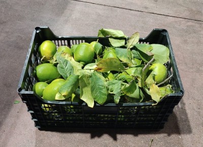 Foto Limoni Affogliati Origine Spagna Marchio Raimondo 1