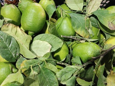 Foto Limoni Affogliati Origine Spagna Marchio Raimondo 2