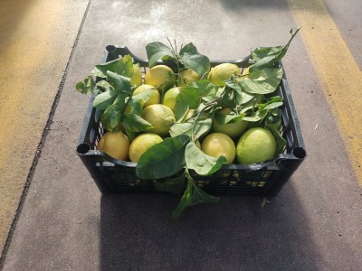 Foto Limoni Varietà Interdonato Origine Spagna Marchio Raimondo 1
