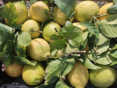 Foto Limoni Varietà Interdonato Origine Spagna Marchio Raimondo 2