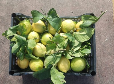 Foto Limoni Varietà Interdonato Origine Spagna Marchio Raimondo 3