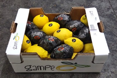 Foto Limoni Varietà Primo Fiore Calibro 3/30 Origine Spagna Marchio Gambe 1