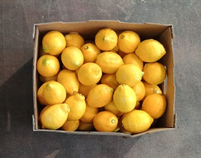Foto Limoni Varietà Genova Calibro 88 Origine Chile Marchio El Parque 3