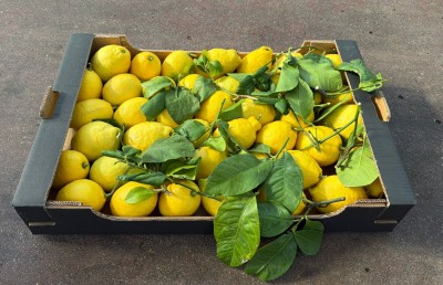 Foto Limoni Affogliati Calibro 2/3 Origine Italia Marchio Hilias 1