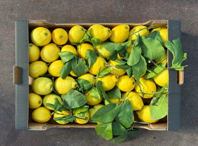 Foto Limoni Affogliati Calibro 2/3 Origine Italia Marchio Hilias 3