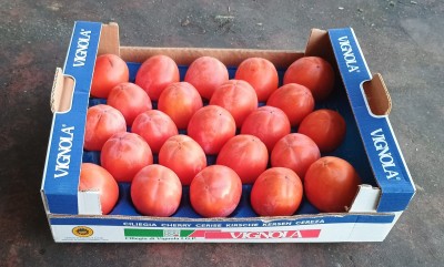 Foto Cachi Mela Varietà Rojo Brillante Calibro 23 Origine Italia Marchio Vignola         1