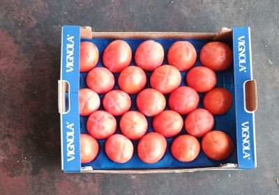 Foto Cachi Mela Varietà Rojo Brillante Calibro 23 Origine Italia Marchio Vignola         3