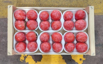 Foto Cachi Mela Varietà Rojo Brillante Calibro 24 Origine Italia Marchio Dalferro 3